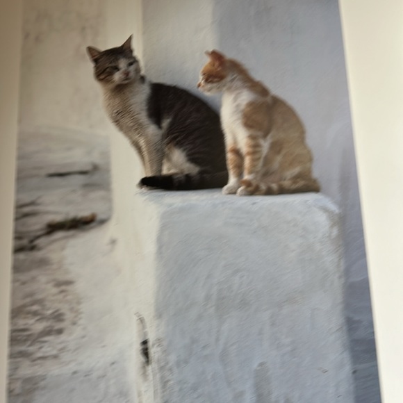 “Cats In The Sun” Pictorial Book by Hans Silvester - Picture 5 of 12